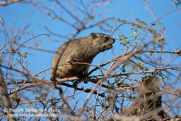 Rock Dassie (Hyrax) in tree, Namibia -  Daman des rocher  14528