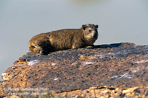 Rock Dassie (Hyrax), Namibia -  Daman des rochers  14520