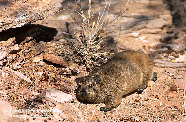 Rock Dassie (Hyrax), Namibia -  Daman des rochers  14522