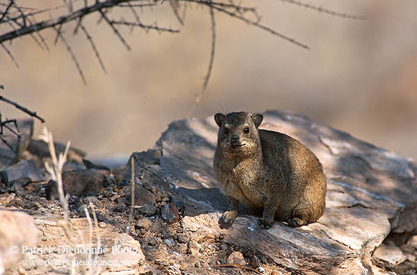 Rock Dassie (Hyrax), Namibia -  Daman des rochers  14523