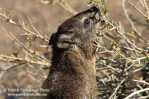 Rock Dassie (Hyrax), Namibia -  Daman des rochers  14525