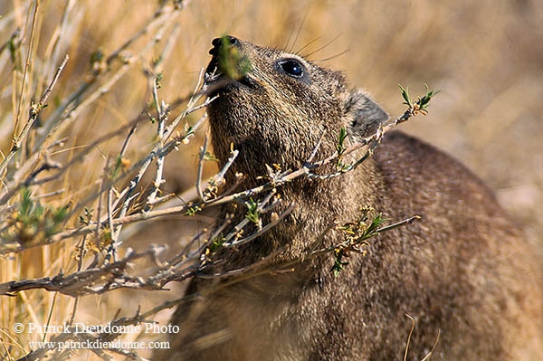 Rock Dassie (Hyrax), Namibia -  Daman des rochers  14526