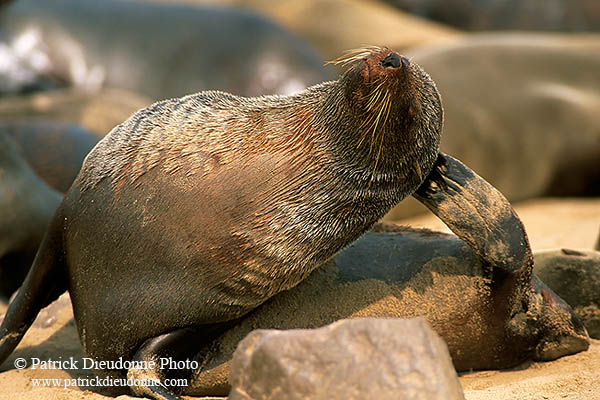 Cape Fur Seal, Cape Cross, Namibia - Otarie du Cap  14652