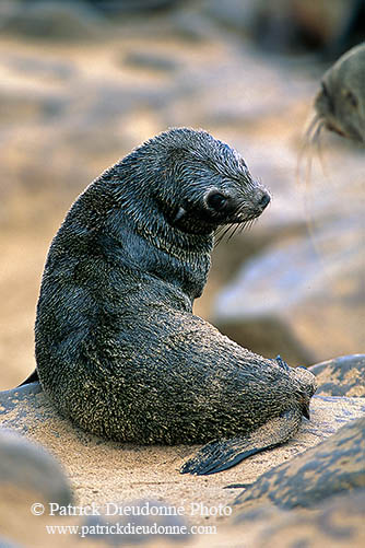 Cape Fur Seal, Cape Cross, Namibia - Otarie du Cap  14654