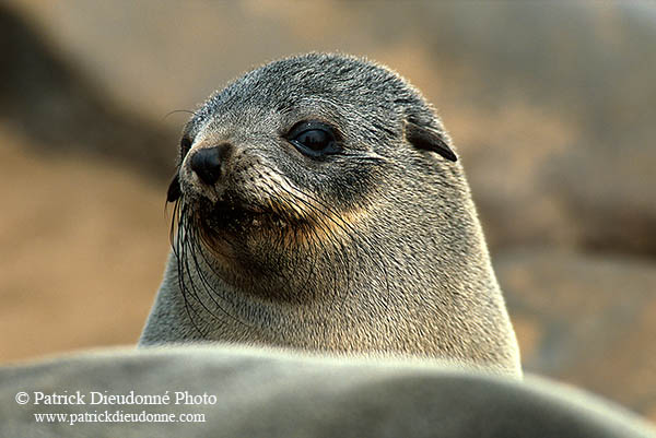 Cape Fur Seal, Cape Cross, Namibia - Otarie du Cap  14657