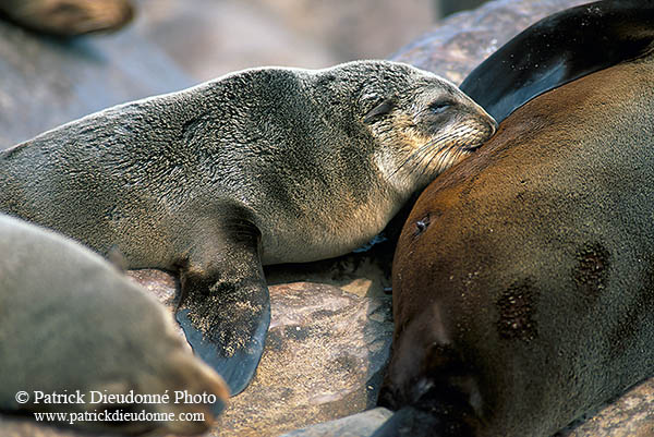 Cape Fur Seal, Cape Cross, Namibia - Otarie du Cap  14658