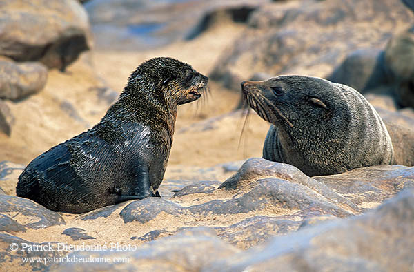 Cape Fur Seal, Cape Cross, Namibia - Otarie du Cap  14662