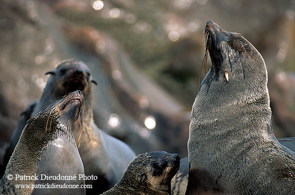 Cape Fur Seal, Cape Cross, Namibia - Otarie du Cap  14663