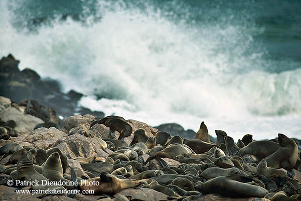 Cape Fur Seal, Cape Cross, Namibia - Otarie du Cap  14664