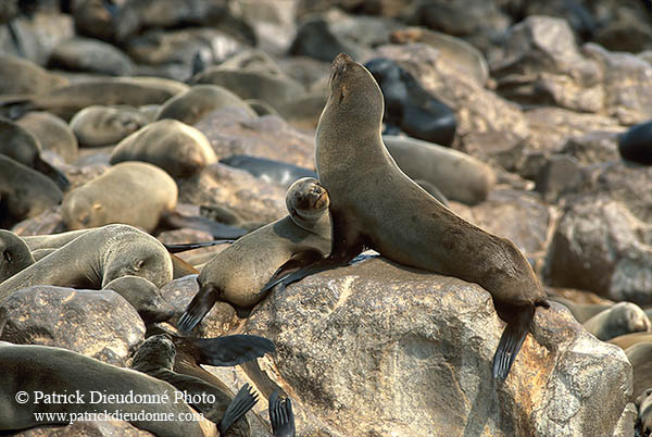 Cape Fur Seal, Cape Cross, Namibia - Otarie du Cap  14668