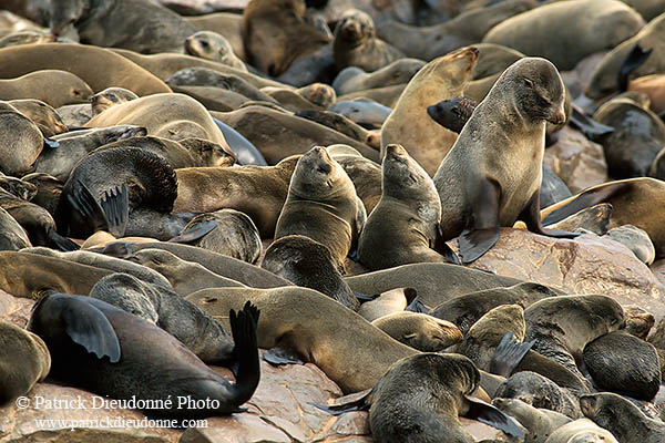 Cape Fur Seal, Cape Cross, Namibia - Otarie du Cap  14670