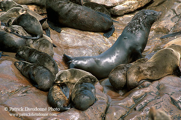 Cape Fur Seal, Cape Cross, Namibia - Otarie du Cap  14673