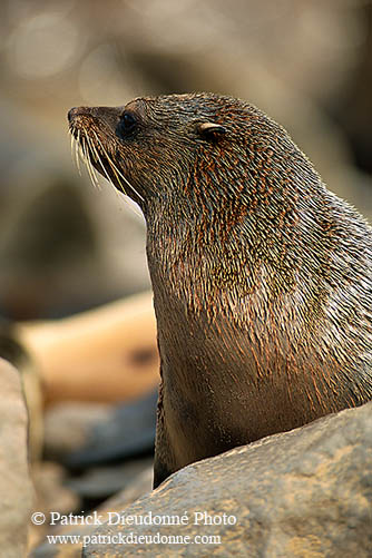 Cape Fur Seal, Cape Cross, Namibia - Otarie du Cap  14676