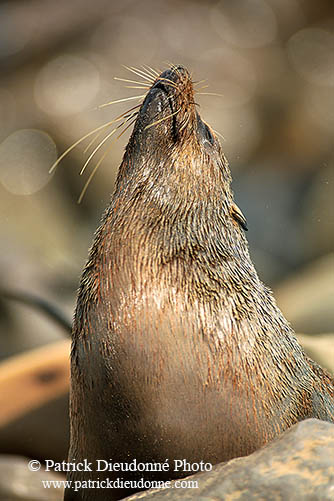 Cape Fur Seal, Cape Cross, Namibia - Otarie du Cap  14677