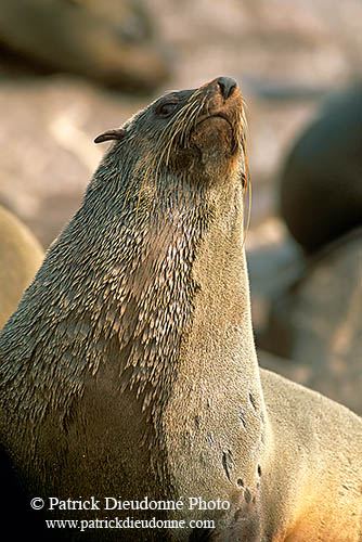 Cape Fur Seal, Cape Cross, Namibia - Otarie du Cap  14678
