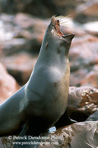 Cape Fur Seal, Cape Cross, Namibia - Otarie du Cap  14679