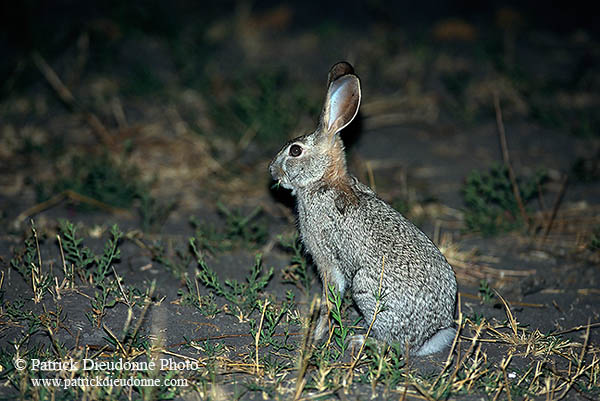 Scrub Hare, Botswana, Moremi reserve  -  Lièvre des buissons 14743