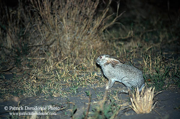 Scrub Hare, Botswana, Moremi reserve  -  Lièvre des buissons 14744