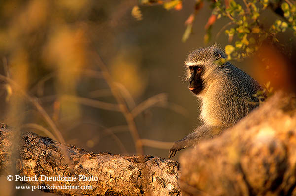 Monkey (Vervet), S. Africa, Kruger NP -  Singe vervet  14941