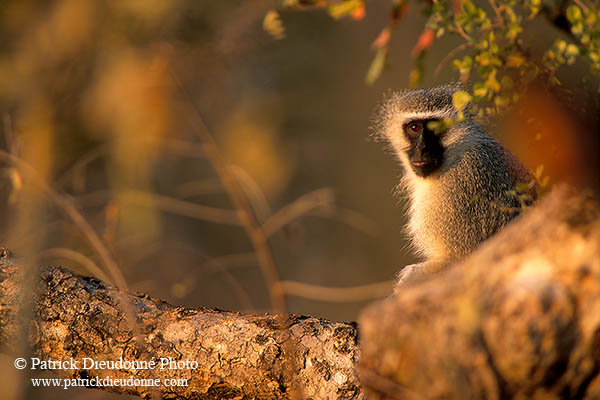 Monkey (Vervet), S. Africa, Kruger NP -  Singe vervet  14942