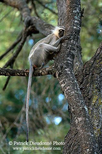 Monkey (Vervet), S. Africa, Kruger NP -  Singe vervet  14944