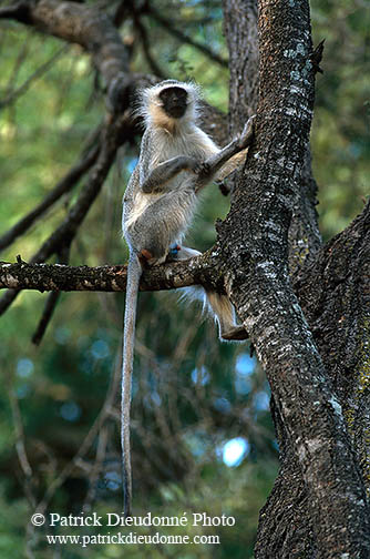 Monkey (Vervet), S. Africa, Kruger NP -  Singe vervet  14945