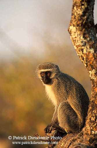 Monkey (Vervet), S. Africa, Kruger NP -  Singe vervet  14946