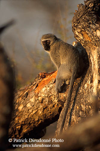 Monkey (Vervet), S. Africa, Kruger NP -  Singe vervet  14947