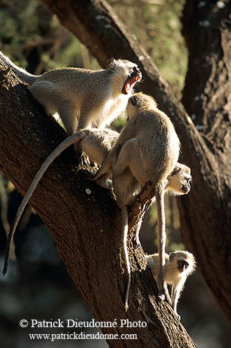Monkey (Vervet), S. Africa, Kruger NP -  Singe vervet  14948