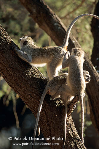 Monkey (Vervet), S. Africa, Kruger NP -  Singe vervet  14949