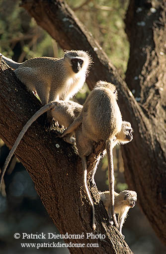 Monkey (Vervet), S. Africa, Kruger NP -  Singe vervet  14951