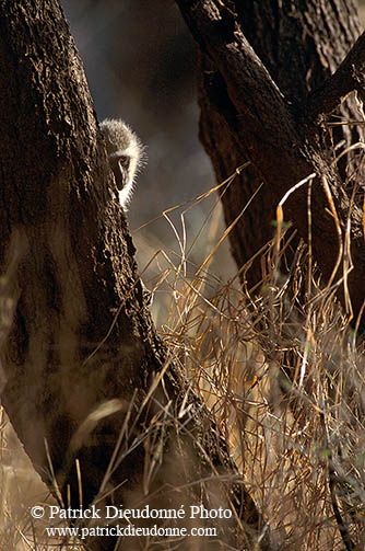Monkey (Vervet), S. Africa, Kruger NP -  Singe vervet  14952