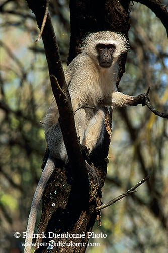 Monkey (Vervet), S. Africa, Kruger NP -  Singe vervet  14954