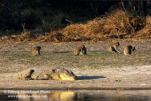 Monkey (Vervet), Moremi reserve, Botswana -  Singe vervet  14956