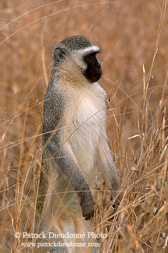 Monkey (Vervet), S. Africa, Kruger NP -  Singe vervet  14957