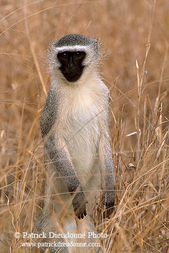 Monkey (Vervet), S. Africa, Kruger NP -  Singe vervet  14958