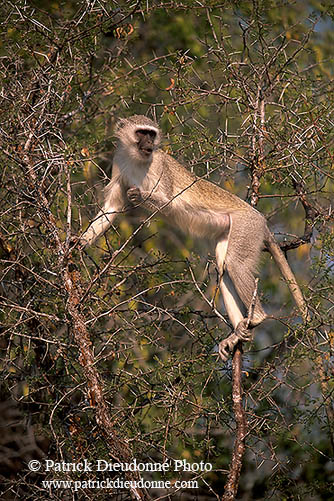 Monkey (Vervet), S. Africa, Kruger NP -  Singe vervet  14960