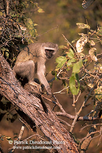 Monkey (Vervet), S. Africa, Kruger NP -  Singe vervet  14961