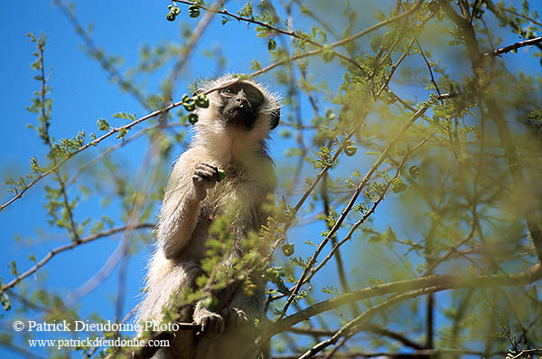 Monkey (Vervet), S. Africa, Kruger NP -  Singe vervet  14962