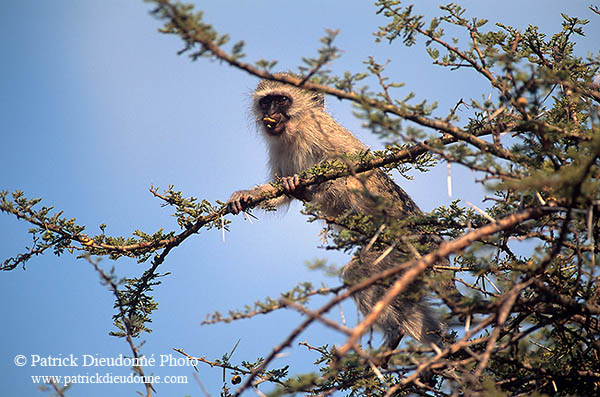 Monkey (Vervet), S. Africa, Kruger NP -  Singe vervet  14963