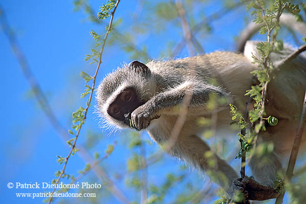 Monkey (Vervet), S. Africa, Kruger NP -  Singe vervet  14964