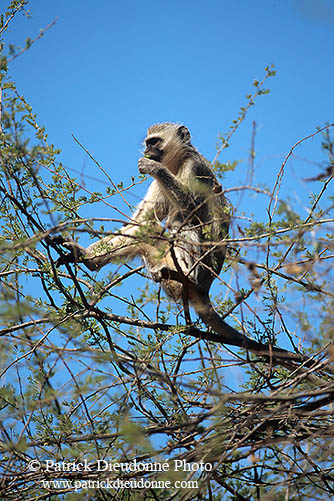 Monkey (Vervet), S. Africa, Kruger NP -  Singe vervet  14965