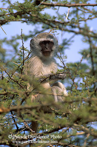 Monkey (Vervet), S. Africa, Kruger NP -  Singe vervet  14966