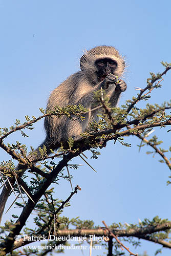 Monkey (Vervet), S. Africa, Kruger NP -  Singe vervet  14967