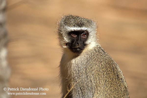 Monkey (Vervet), S. Africa, Kruger NP -  Singe vervet  14969