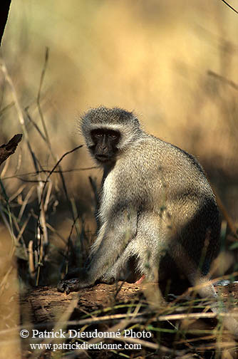 Monkey (Vervet), S. Africa, Kruger NP -  Singe vervet  14970