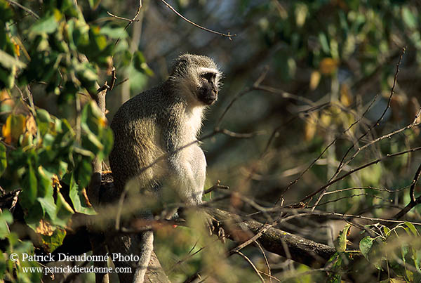 Monkey (Vervet), S. Africa, Kruger NP -  Singe vervet  14971
