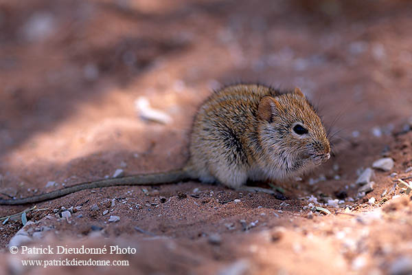 Mouse (Striped), Namib-Naukluft NP, Namibia -  Souris rayée  14973