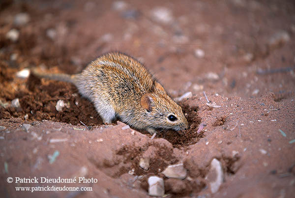 Mouse (Striped), Sossusvlei, Namibia - Souris rayée, desert du Namib  14974