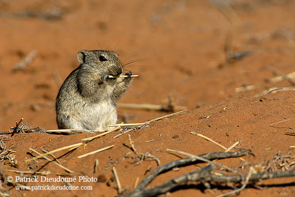 Brant's Whistling Rat, Kalahari, S. Africa - Rat Siffleur de Bra